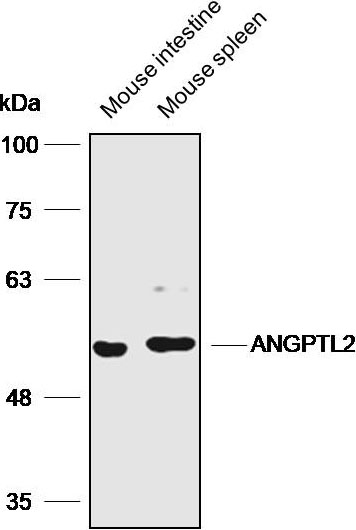Anti-ANGPTL2 Polyclonal Antibo