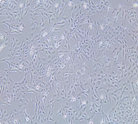 MPC-5 小鼠肾足细胞传代/复苏技巧
