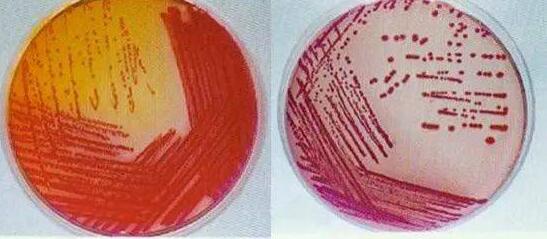 人纤维连接蛋白