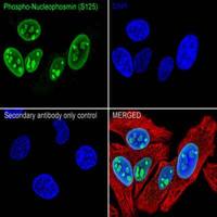 MPHOSPH9 Rabbit pAb(WB,ICC/IF,FCM,ELISA)