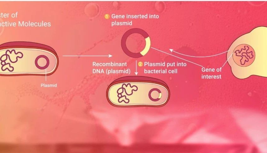 实验操作 | 质粒构建、转化、提取、鉴定、转染、测定（完整版）| MedChemExpress (MCE)