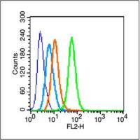 Angiopoietin-1/ANGPT1多克隆抗体WB,ELISA