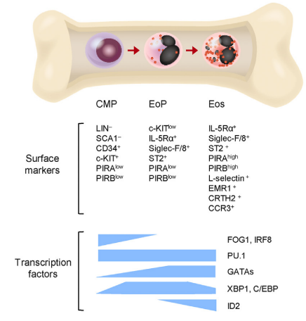 【Nature Protocols文献分享】嗜酸性粒细胞单细胞测序研究解决方案
