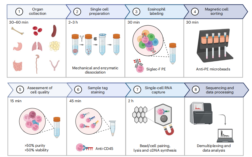 【Nature Protocols文献分享】嗜酸性粒细胞单细胞测序研究解决方案