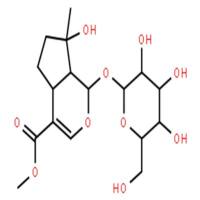 玉叶金花甙酸甲酯