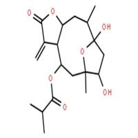 圆叶肿柄菊素 A