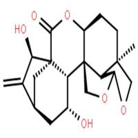 黄花香茶菜甲素，黄花甲素，大萼变型甲素