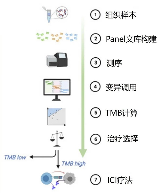 TMB 共识建议 |TMB 检测的标准化之路还有多远？