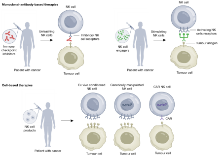NK细胞的免疫治疗