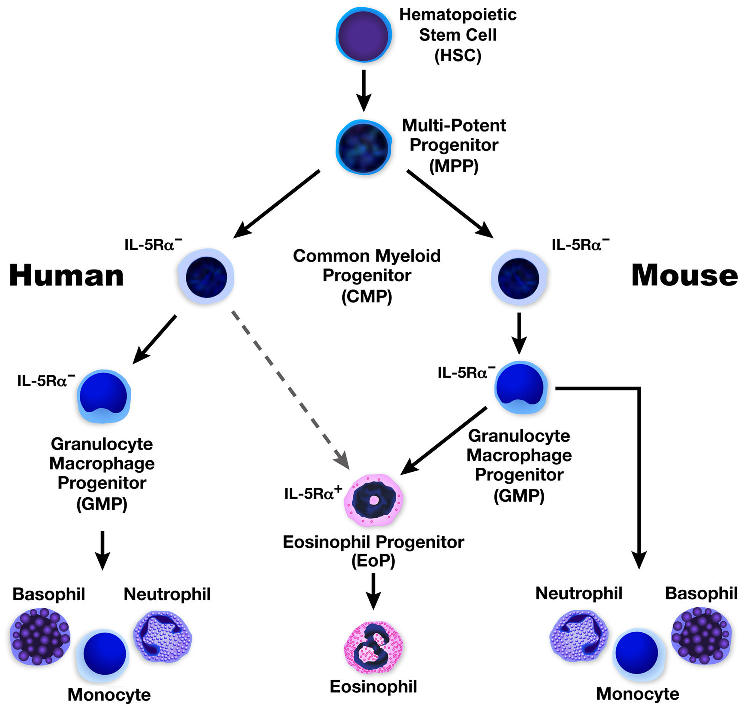 【Nature Protocols文献分享】嗜酸性粒细胞单细胞测序研究解决方案