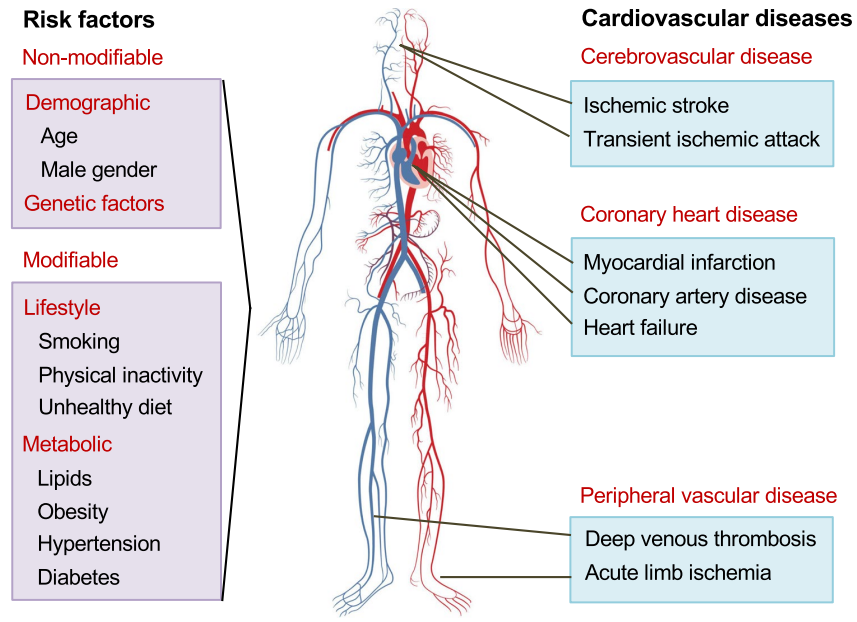 新品上架丨心血管疾病（CVDs）热门干预靶点，多款LPA人源化小鼠模型上新