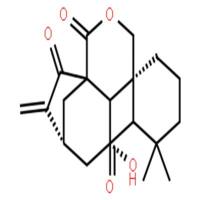 毛果香茶菜醛 A