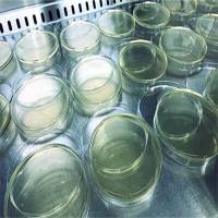 精子细胞BWW培养基储存液