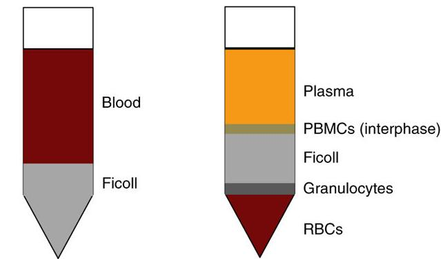 免疫细胞培养攻略之样本制备(一)