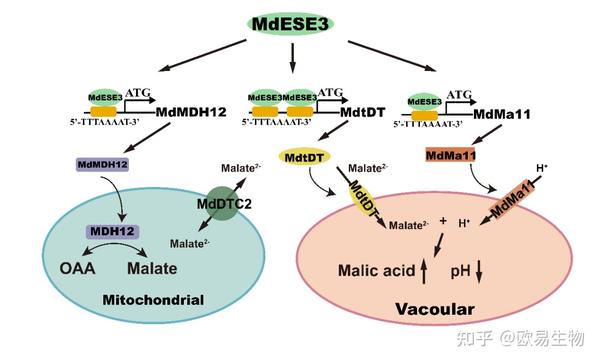 项目文章 | 西北农林科技大学李明军/马百全研究团队发现苹果酸度调控机制