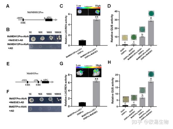 项目文章 | 西北农林科技大学李明军/马百全研究团队发现苹果酸度调控机制