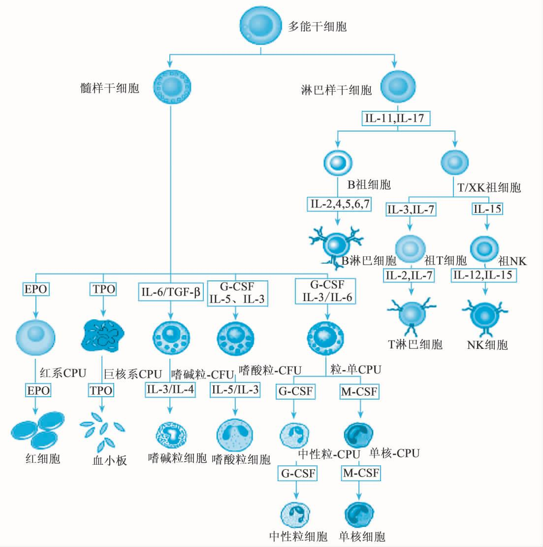 免疫细胞培养攻略之样本制备(一)