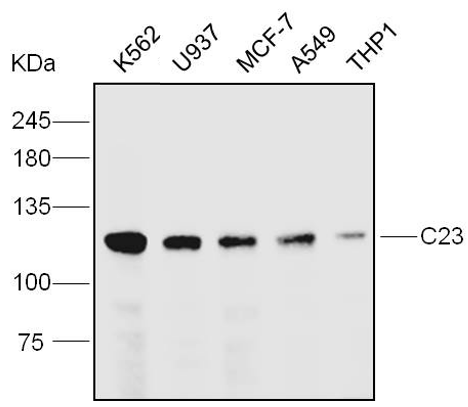 核仁标志物大全