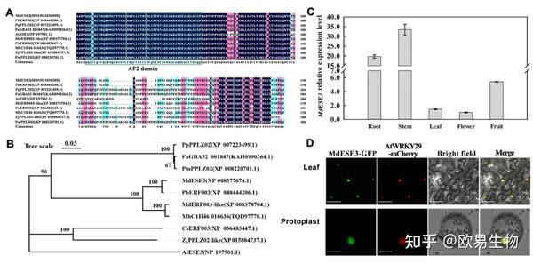项目文章 | 西北农林科技大学李明军/马百全研究团队发现苹果酸度调控机制