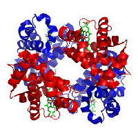 检测细胞内蛋白质表达的研究方法