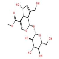 鸡矢藤次苷甲酯