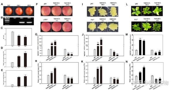 项目文章 | 西北农林科技大学李明军/马百全研究团队发现苹果酸度调控机制