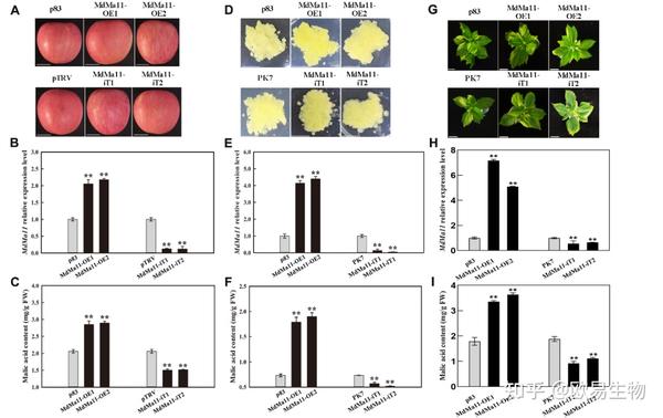 项目文章 | 西北农林科技大学李明军/马百全研究团队发现苹果酸度调控机制