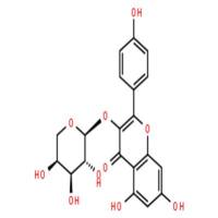 堪非醇 3-O-阿拉伯糖苷