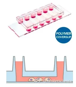 通道载玻片中贴壁细胞的培养和解离