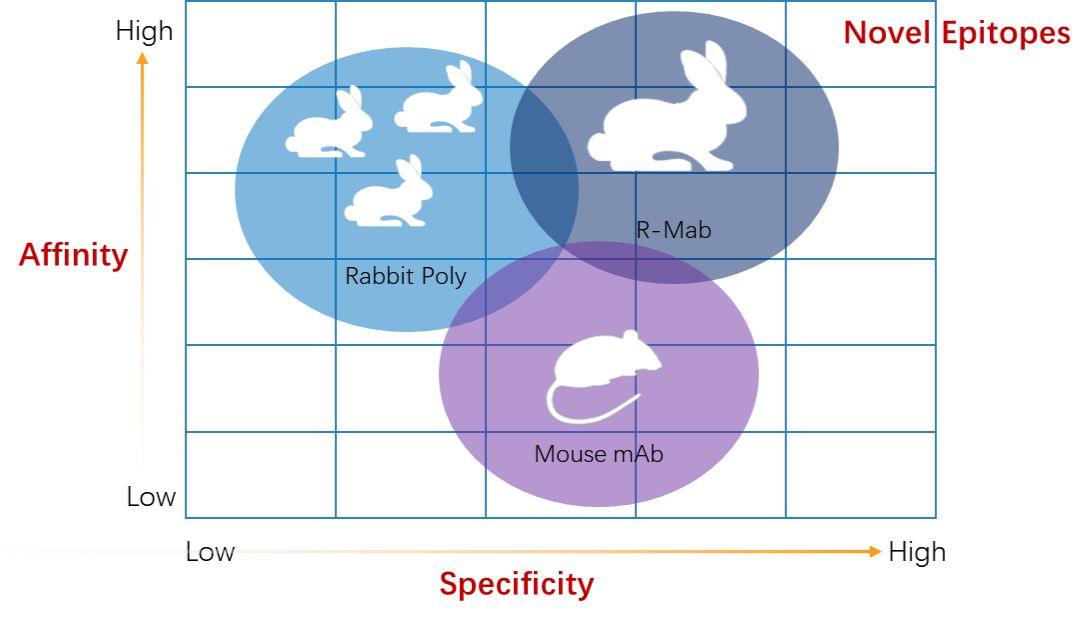抗体选择最全指南之抗体小知识