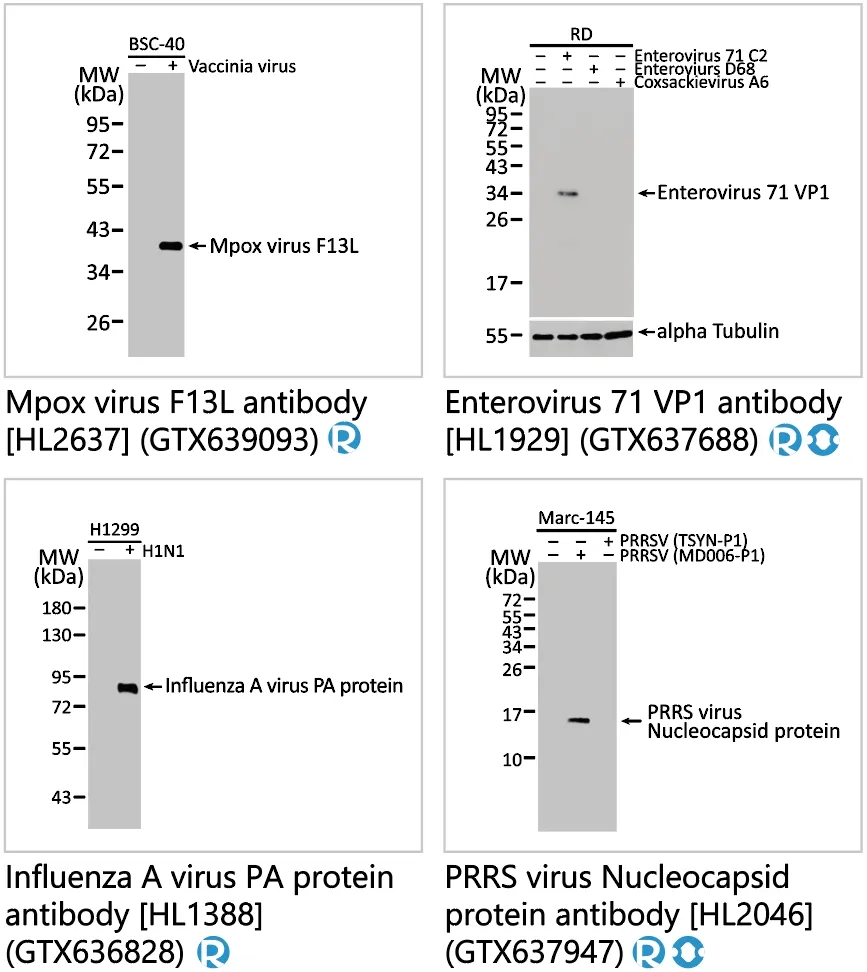 重组兔单抗超值体验价!! 重组兔单抗超值体验价!!