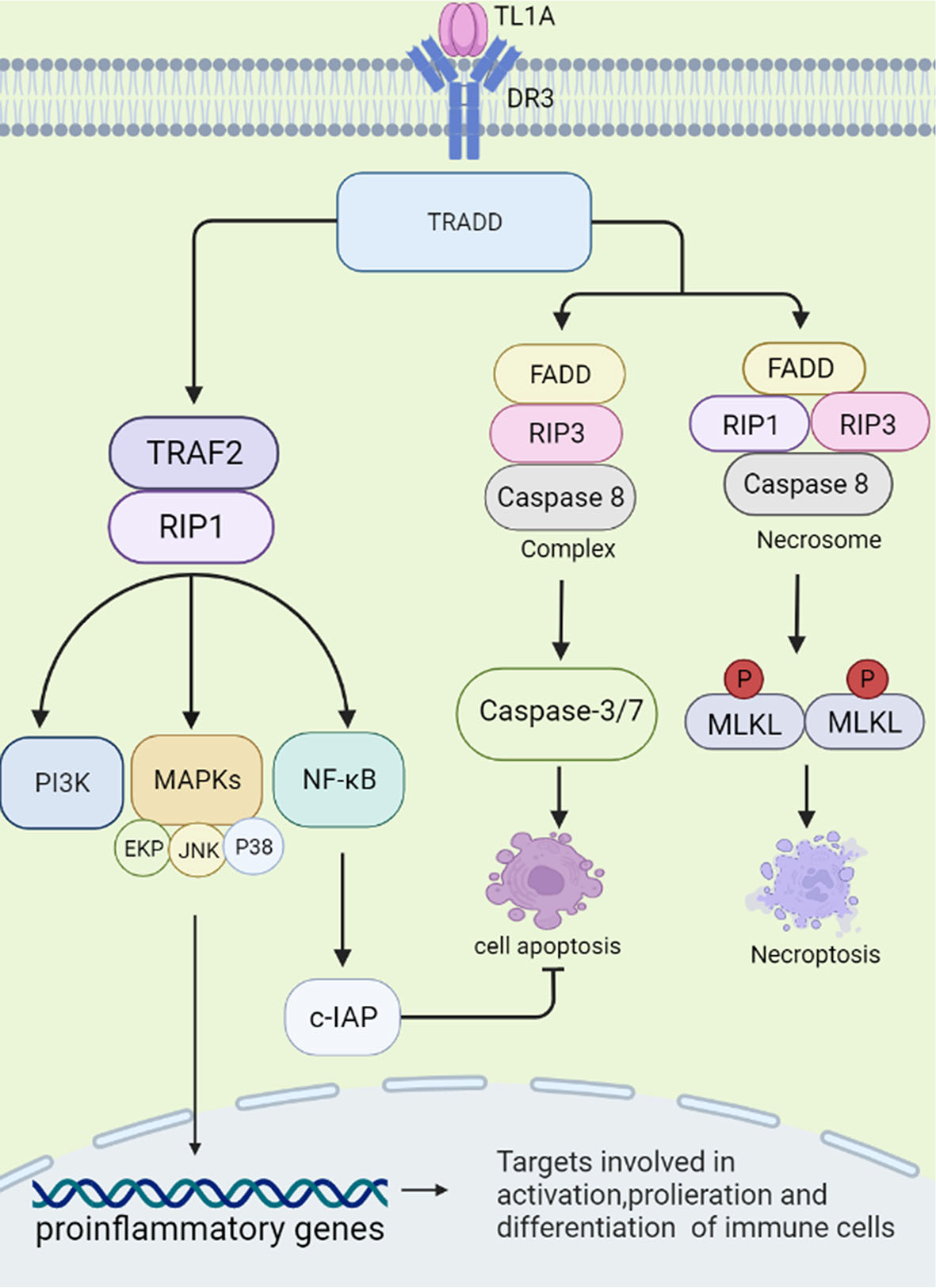 靶点中的“名门望族”：TL1A，开启自免及炎症性肠病研发新竞赛