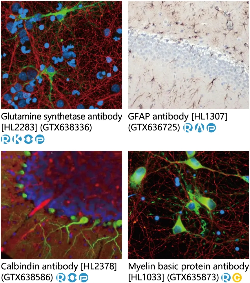 重组兔单抗超值体验价!! 重组兔单抗超值体验价!!