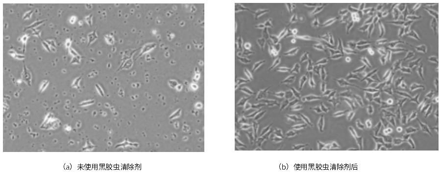 告别黑胶虫污染——黑胶虫清除剂