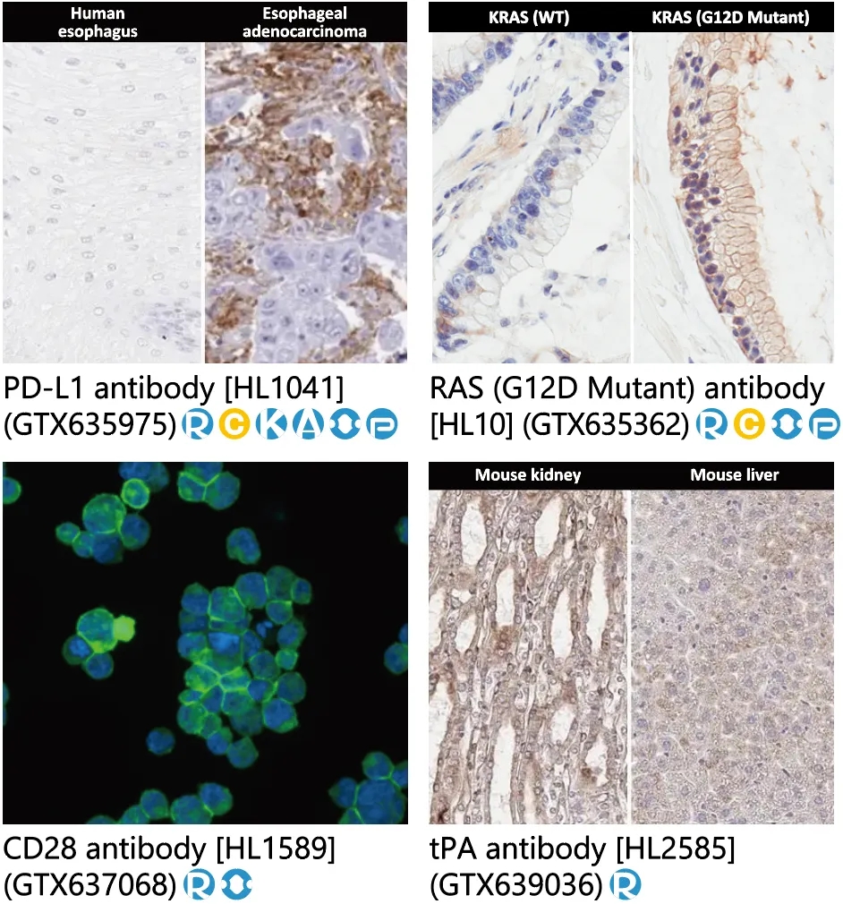 重组兔单抗超值体验价!! 重组兔单抗超值体验价!!