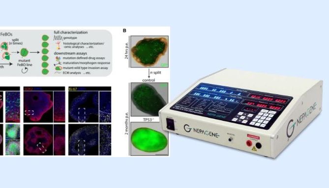 【CELL新作】NEPA21助力类器官鼻祖Hans Clevers再发CELL新作！