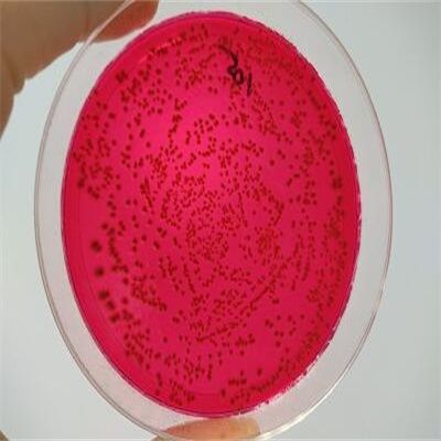 蛋白胨水溶液(0.1%)