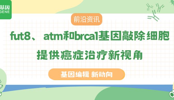 【前沿资讯】基因编辑新动向——fut8、atm和brca1基因敲除细胞提供癌症治疗新视角