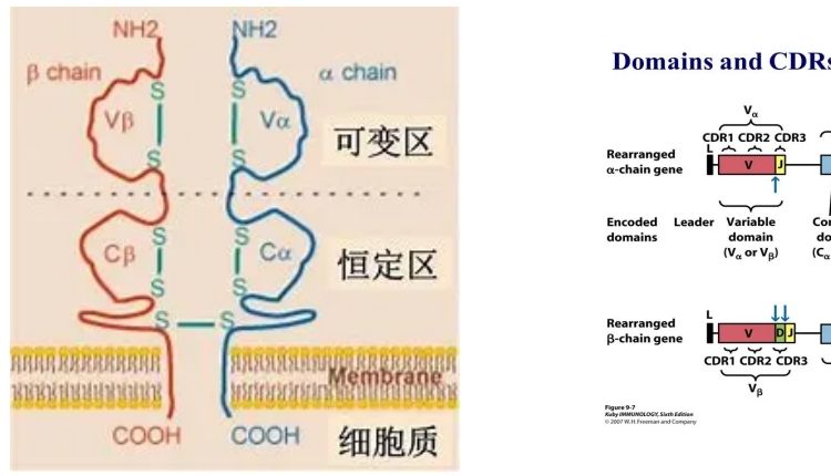 什么？！还不了解Absin肿瘤抗原特异性T细胞含量检测刺激试剂盒?