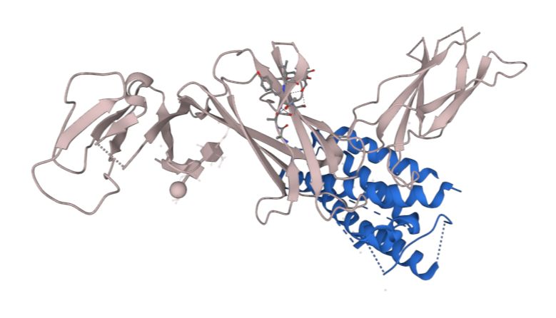 IL-12在肿瘤免疫治疗中的应用