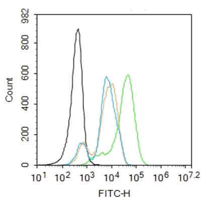 锌指蛋白804B抗体