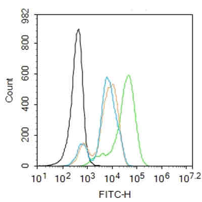锌指蛋白804B抗体