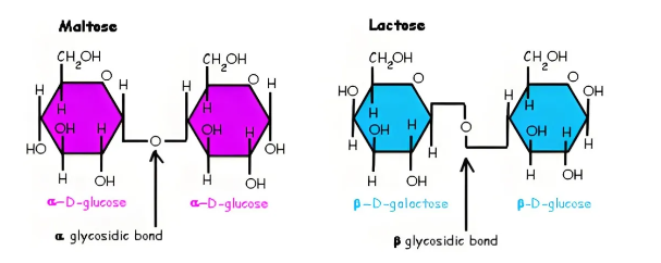 糖类的分类及功能