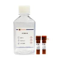 Calcein/PI细胞活性与细胞毒性检测试剂盒