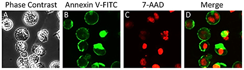7-AAD细胞活力检测试剂盒