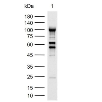 β-肌动蛋白/β-Actin(内参)抗体