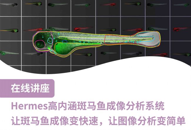 讲座：详解Hermes高内涵斑马鱼成像分析系统