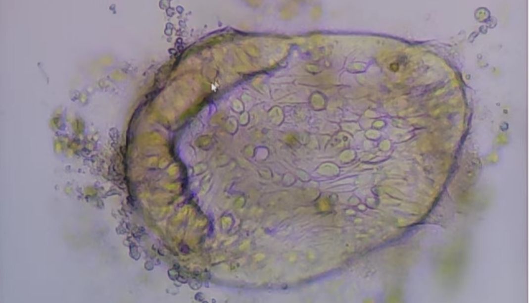 Absin·第十三期类器官培训班精彩回顾
