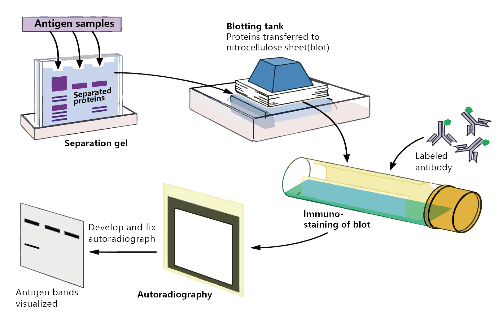 WB实验手册免费下载！揭开WB的神秘面纱， 一步步掌握实验技巧！