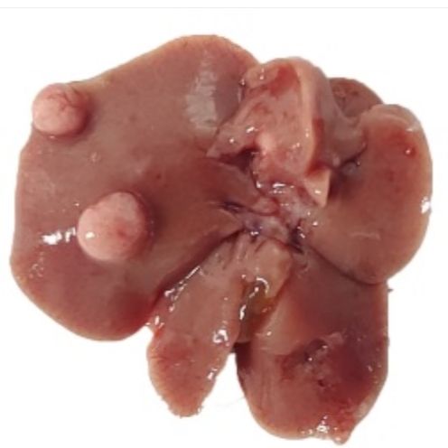 酒精诱导小鼠肝纤维化模型